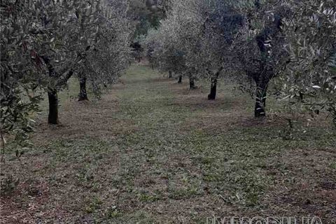 Tomt i Monterchi, Arezzo, Monterchi - € 25 000 | Ref: 604 - foto 5