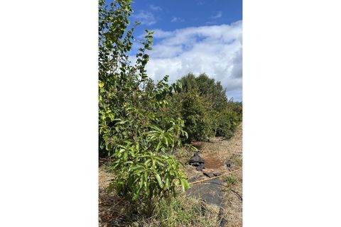 Terra a Gaula, Madeira, Gaula - € 295.000 | Ref: TER_1964 - foto 4