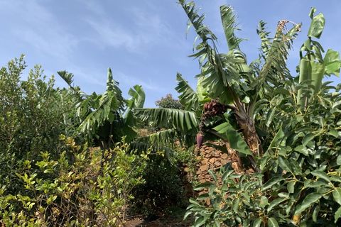 Terra a Gaula, Madeira, Gaula - € 295.000 | Ref: TER_1964 - foto 6