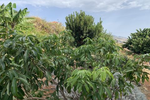 Terra a Gaula, Madeira, Gaula - € 295.000 | Ref: TER_1964 - foto 10