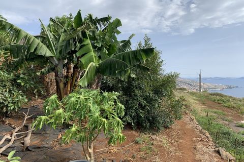 Terra a Gaula, Madeira, Gaula - € 295.000 | Ref: TER_1964 - foto 11