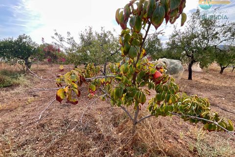Landejendom i Lorca, Murcia, Lorca - € 370.000 | Ref: 000240/9522 - foto 8