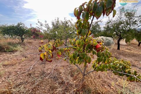 Landejendom i Lorca, Murcia, Lorca - € 370.000 | Ref: 000240/9522 - foto 33