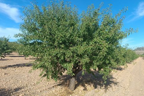 Tomt i Yecla, Murcia, Yecla - € 390 000 | Ref: 41064-PB - foto 2