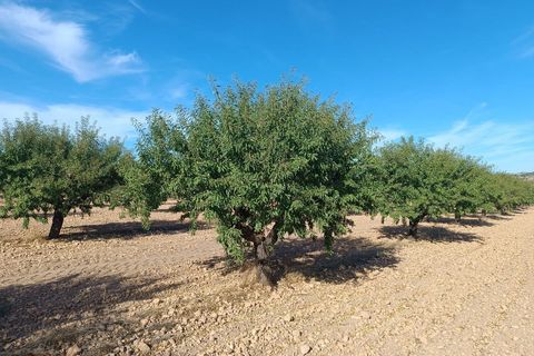 Tomt i Yecla, Murcia, Yecla - € 390 000 | Ref: 41064-PB - foto 4