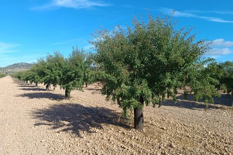 Tomt i Yecla, Murcia, Yecla - € 390 000 | Ref: 41064-PB - foto 5