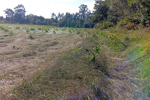 Terra a Ponte de Lima, Viana do Castelo, Ponte de Lima - € 59.000 | Ref: 150633 - foto 3