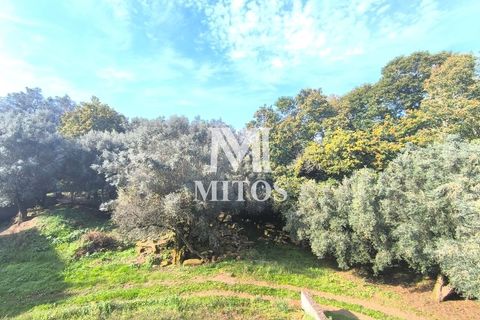 Villa i Ponte de Lima, Viana do Castelo, Ponte de Lima - € 398.000 | Ref: D388 - foto 14