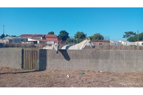 Villa a Sintra, Lisbon, Sintra - € 2.300/mes | Ref: PV978/25 - foto 47