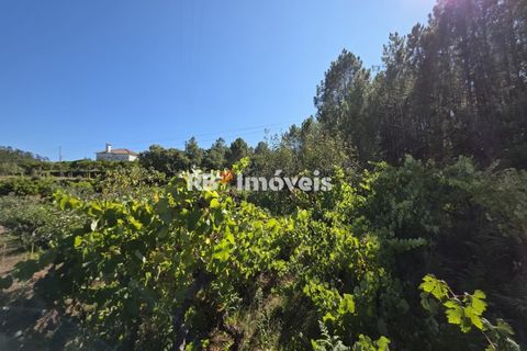 Helårsgrund i Tomar, Santarem, Tomar - € 6.000 | Ref: 01719-25 - foto 3