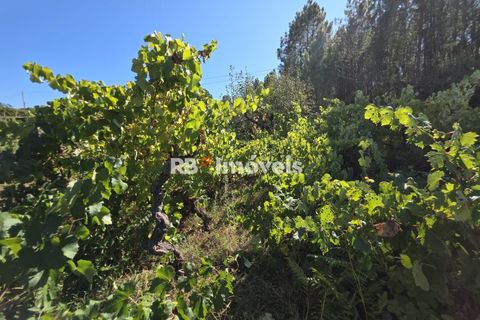 Helårsgrund i Tomar, Santarem, Tomar - € 6.000 | Ref: 01719-25 - foto 4