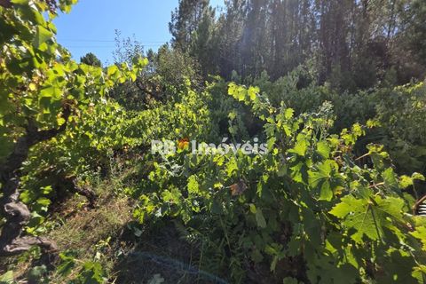 Helårsgrund i Tomar, Santarem, Tomar - € 6.000 | Ref: 01719-25 - foto 1