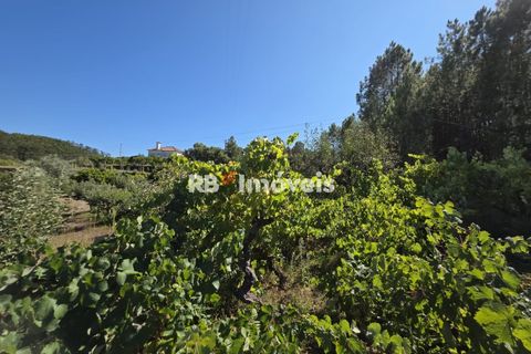 Helårsgrund i Tomar, Santarem, Tomar - € 6.000 | Ref: 01719-25 - foto 6