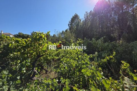 Helårsgrund i Tomar, Santarem, Tomar - € 6.000 | Ref: 01719-25 - foto 7