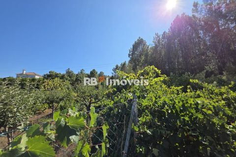 Helårsgrund i Tomar, Santarem, Tomar - € 6.000 | Ref: 01719-25 - foto 9
