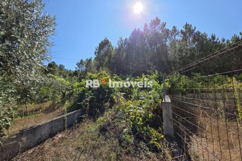 Helårsgrund i Tomar, Santarem, Tomar - € 6.000 | Ref: 01719-25 - foto 10