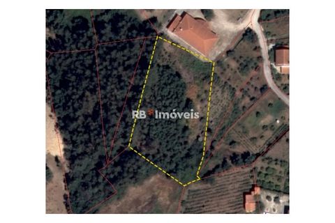 Helårsgrund i Tomar, Santarem, Tomar - € 6.000 | Ref: 01719-25 - foto 2