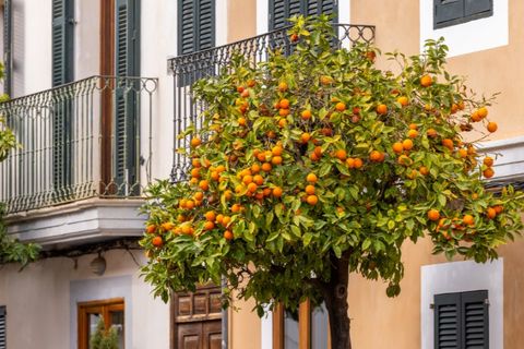 Villa i Santanyi, Mallorca, Santanyi - € 580.000 | Ref: 6849 - foto 1