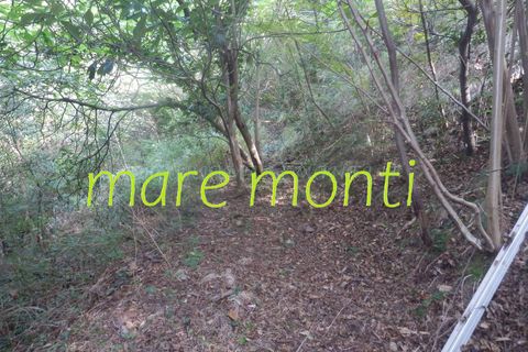 Terra a Savona, Savona, Savona - € 5.000 | Ref: 1520 - foto 3