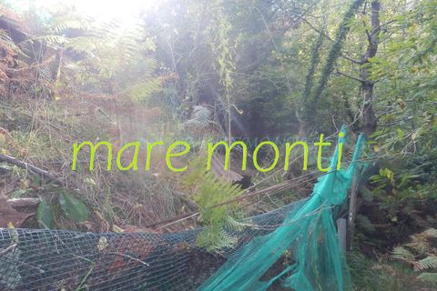 Terra a Savona, Savona, Savona - € 5.000 | Ref: 1520 - foto 7