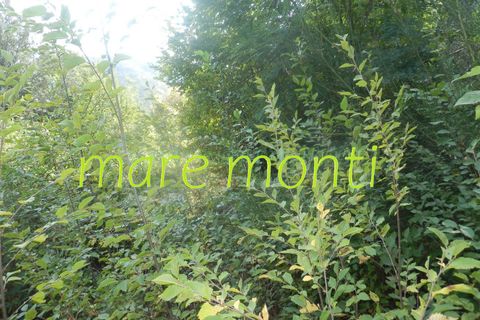 Terra a Savona, Savona, Savona - € 5.000 | Ref: 1520 - foto 14