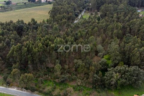 Helårsgrund i Santo Tirso, Porto, Santo Tirso - € 400.000 | Ref: ZMPT581487 - foto 7