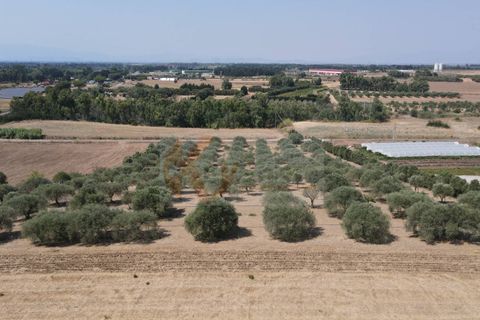 Helårsgrund i Monastir, Sud Sardegna, Monastir - € 70.000 | Ref: 13834 - foto 4