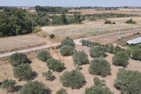 Helårsgrund i Monastir, Sud Sardegna, Monastir - € 70.000 | Ref: 13834 - foto 5
