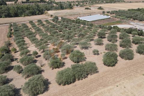 Helårsgrund i Monastir, Sud Sardegna, Monastir - € 70.000 | Ref: 13834 - foto 6