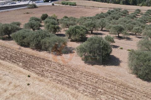 Helårsgrund i Monastir, Sud Sardegna, Monastir - € 70.000 | Ref: 13834 - foto 8