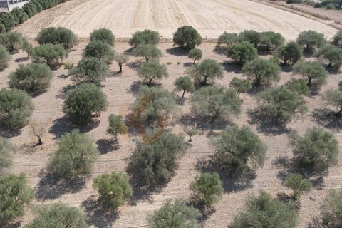 Helårsgrund i Monastir, Sud Sardegna, Monastir - € 70.000 | Ref: 13834 - foto 9