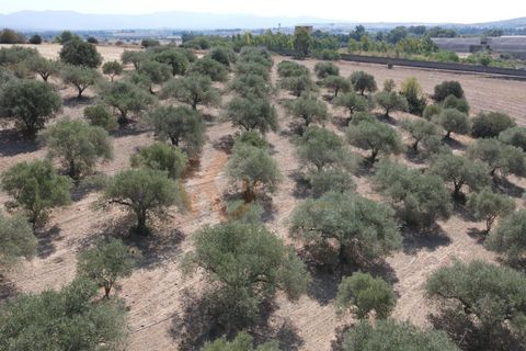 Helårsgrund i Monastir, Sud Sardegna, Monastir - € 70.000 | Ref: 13834 - foto 13