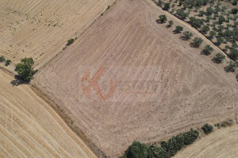 Helårsgrund i Monastir, Sud Sardegna, Monastir - € 50.000 | Ref: 13835 - foto 5