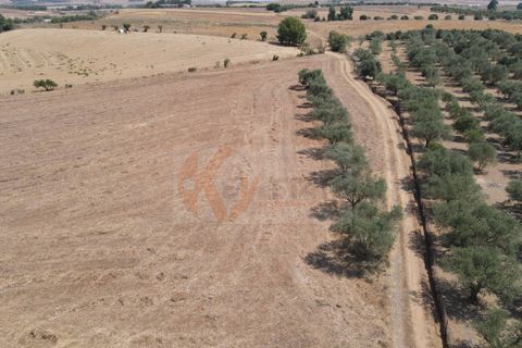 Helårsgrund i Monastir, Sud Sardegna, Monastir - € 50.000 | Ref: 13835 - foto 9
