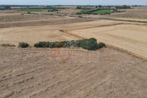 Helårsgrund i Monastir, Sud Sardegna, Monastir - € 50.000 | Ref: 13835 - foto 13
