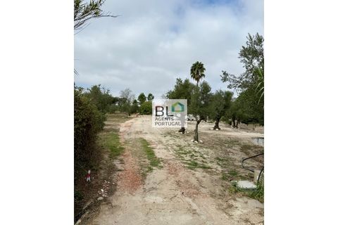 Farm i Coruche, Santarem, Coruche - € 360.000 | Ref: MAS_781 - foto 43