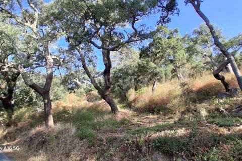 Villa i Monchique, Faro, Monchique - € 350.000 | Ref: 359250271 - foto 27
