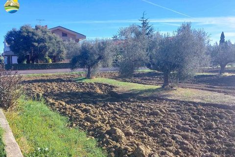Terra a Pineto, Teramo, Pineto - € 110.000 | Ref: EL1086-607293 - foto 8
