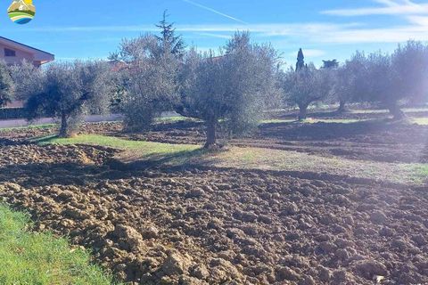 Terra a Pineto, Teramo, Pineto - € 110.000 | Ref: EL1086-607293 - foto 9