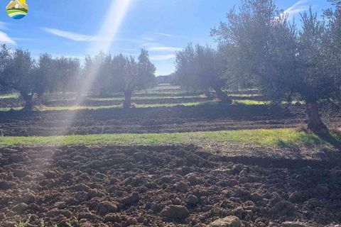 Terra a Pineto, Teramo, Pineto - € 110.000 | Ref: EL1086-607293 - foto 11