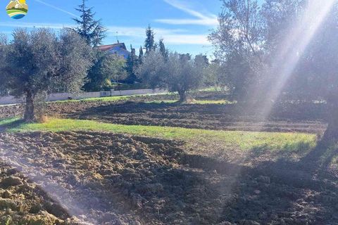 Terra a Pineto, Teramo, Pineto - € 110.000 | Ref: EL1086-607293 - foto 13