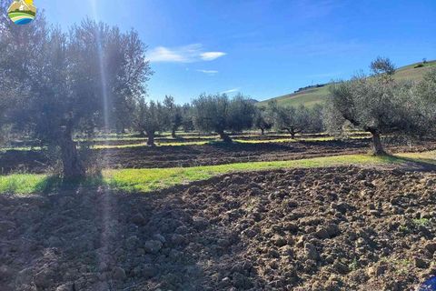 Terra a Pineto, Teramo, Pineto - € 110.000 | Ref: EL1086-607293 - foto 15