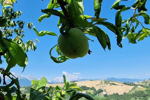 Villa a Bisenti, Teramo, Bisenti - € 138.000 | Ref: EL1106-609265 - foto 8