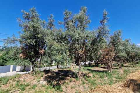 Terra a Nelas, Viseu, Nelas - € 90.000 | Ref: C0203-02523 - foto 2