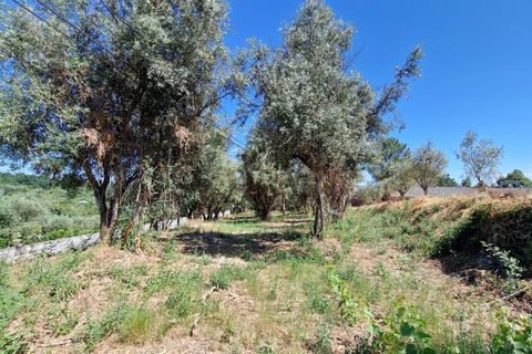 Terra a Nelas, Viseu, Nelas - € 90.000 | Ref: C0203-02523 - foto 3