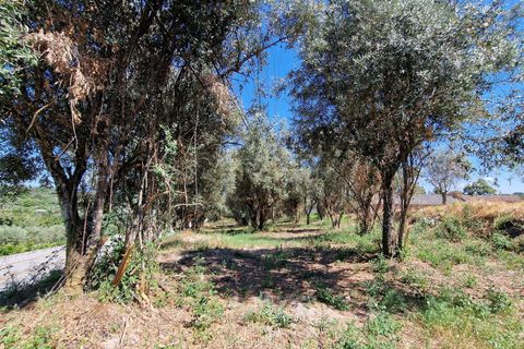 Terra a Nelas, Viseu, Nelas - € 90.000 | Ref: C0203-02523 - foto 4