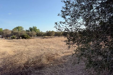 Finca i Elche, Alicante, Elche - € 159.950 | Ref: RS44 - foto 19