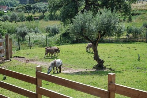 Landejendom i Ourem, Santarem, Ourem - € 795.000 | Ref: RECH-3464/12758 - foto 17