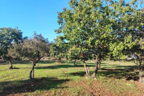 Helårsgrund i Ostuni, Brindisi, Ostuni - € 55.000 | Ref: 172975 - foto 4