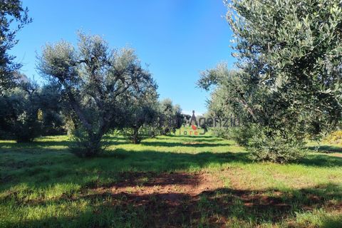 Landejendom i Carovigno, Brindisi, Carovigno - € 50.000 | Ref: 122977 - foto 13